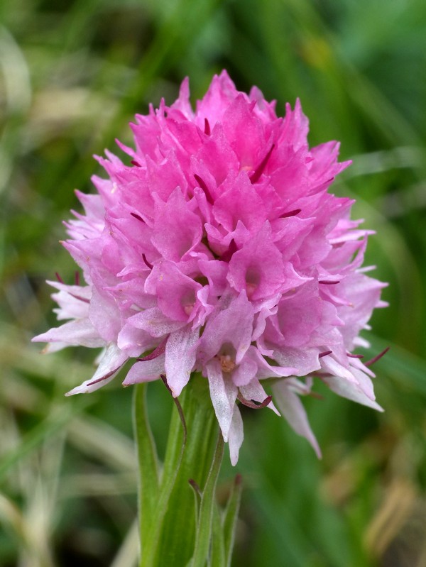 er Terminillo: la Nigritella widderi e altre orchidee sulla montagna di Roma.